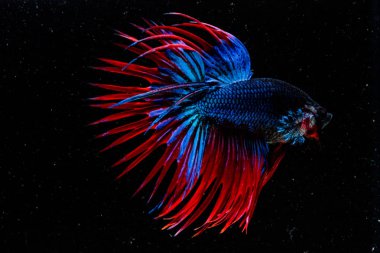 Güzel daha iyi balık