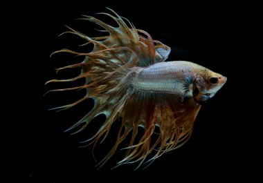 Güzel daha iyi balık