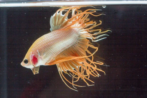 Bellissimo pesce Betta — Foto Stock