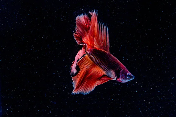 Bellissimo pesce Betta — Foto Stock