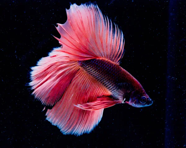 Vackra Betta fisk — Stockfoto