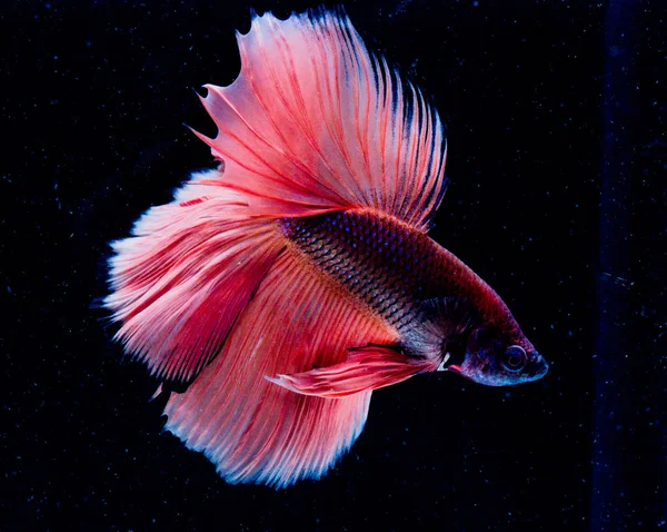 Bellissimo pesce Betta — Foto Stock