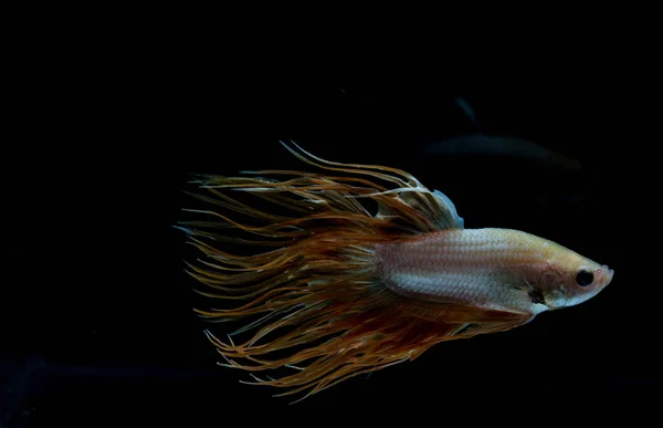 Vackra Betta fisk — Stockfoto