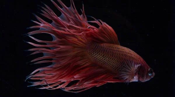 Красиві Бетта риби — стокове фото