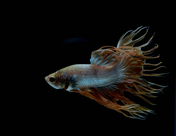 Bellissimo pesce Betta — Foto Stock