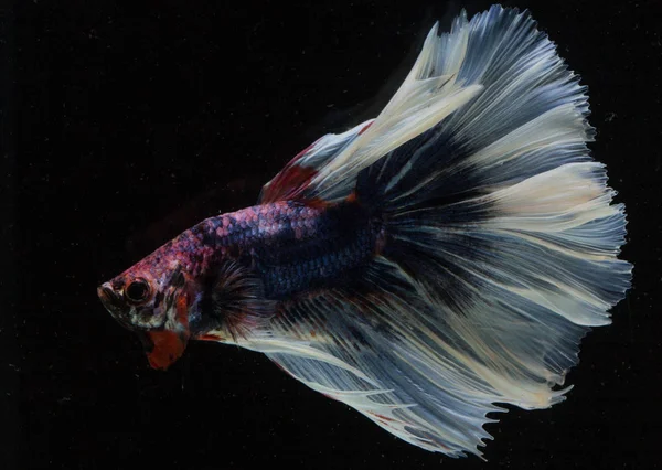 Bellissimo pesce Betta — Foto Stock