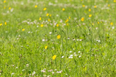 Arsa üzerinde çiçekler