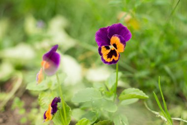 Arsa üzerinde çiçekler