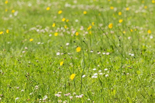 Arsa üzerinde çiçekler