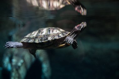 Su kaplumbağası terrarium içinde yüzüyor