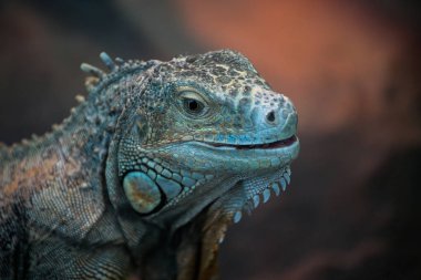 İguana terrarium içinde AVI