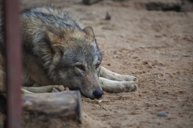 Gri kurt bir kafes içinde bir hayvanat bahçesi