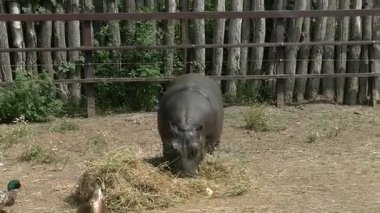 Bebek hippo hayvanat bahçesinde