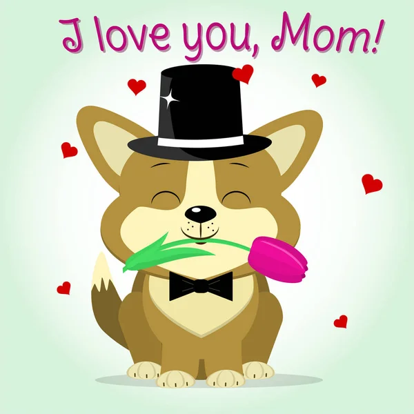 Cachorro Corgi mantiene un tulipán rosa, estilo de dibujos animados. Enhorabuena. Feliz Día de las Madres . — Archivo Imágenes Vectoriales