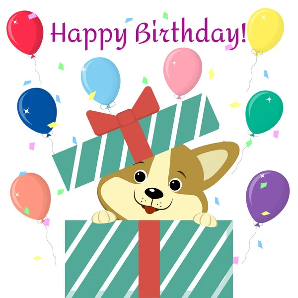 Cucciolo Corgi sbircia fuori dalla confezione regalo sullo sfondo di palloncini. Buon compleanno. . — Vettoriale Stock