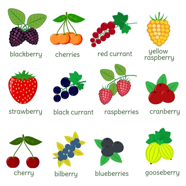 Ripe berries collection set, twelve icon elements on a white background with text. For your design cards, scrapbooking, crafting. Flat design, vector illustration — ストックベクタ