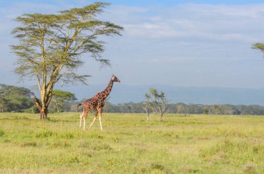 Milli Parkı, Kenya, Afrika savana zürafa