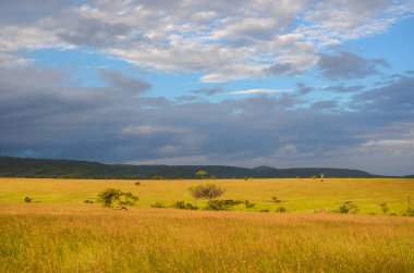 Afrika savanası, Masai Mara Ulusal Parkı, Kenya, Afrika