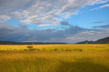Afrika savanası, Masai Mara Ulusal Parkı, Kenya, Afrika