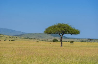 Afrika savanası, Masai Mara Ulusal Parkı, Kenya, Afrika