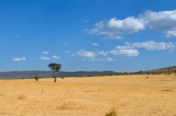 Αφρικανική σαβάνα τοπίο, Masai Mara εθνικό πάρκο, Κένυα, Αφρική — Φωτογραφία Αρχείου