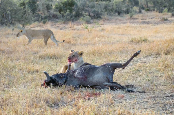 Λέαινα τρώει σκότωσε γκνου (wildebeest) μετά από κυνήγι στη σαβάνα, σαφάρι στην Κένυα, Αφρική — Φωτογραφία Αρχείου