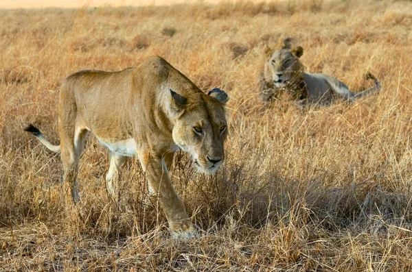 ケニアのサバンナ、アフリカ、マサイマラ国立公園でライオンと雌ライオンのカップル — ストック写真