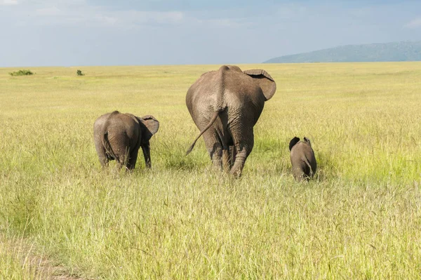 Família de elefantes africanos com bezerro em savana, Parque Nacional Masai Mara, Quênia — Fotografia de Stock