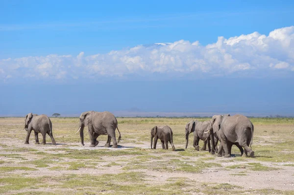 Гора Килиманджаро и слоны, Кения, национальный парк Амбосели, Африка — стоковое фото