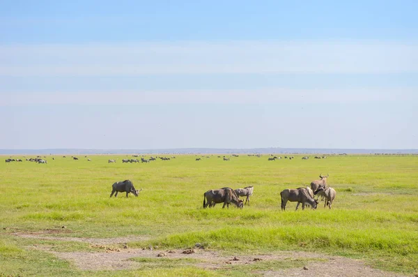 Antílopes ñu en la sabana, Kenia, África — Foto de Stock