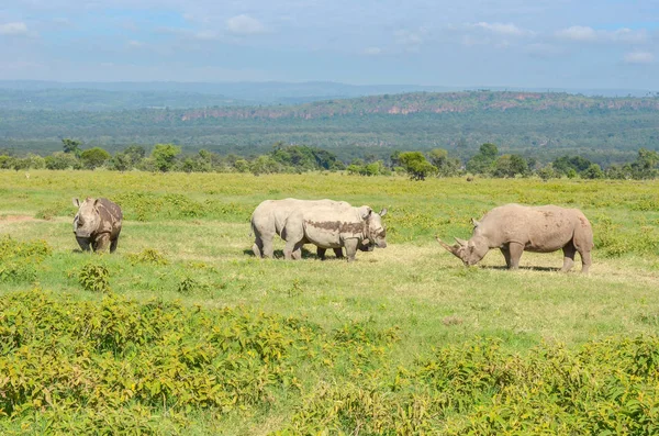 Nosorožci v africké savaně, národního parku Nakuru, Keňa — Stock fotografie