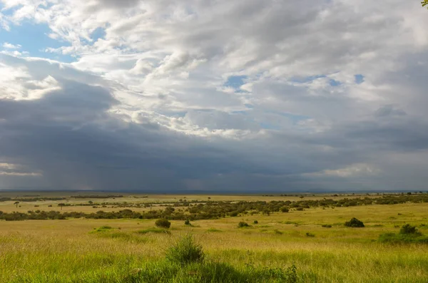 Afrika savanası, Masai Mara Ulusal Parkı, Kenya, Afrika