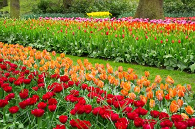 hollanda keukenhof parkta güzel bahar çiçekleri (holland)