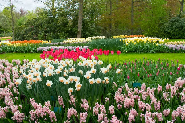 Piękne wiosenne kwiaty w parku keukenhof w Holandii (Holandia) — Zdjęcie stockowe