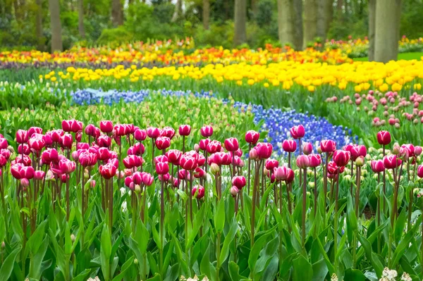 Hollanda keukenhof parkta güzel bahar çiçekleri (holland) — Stok fotoğraf