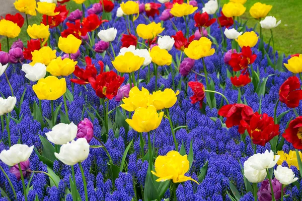 Krásný jarní květiny v parku keukenhof v Nizozemí (Holandsko) — Stock fotografie
