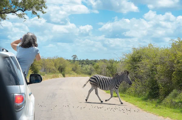 Safari in Africa, woman making zebra photo from car, travel in Kenya, savannah wildlife and animals — Stock Photo, Image