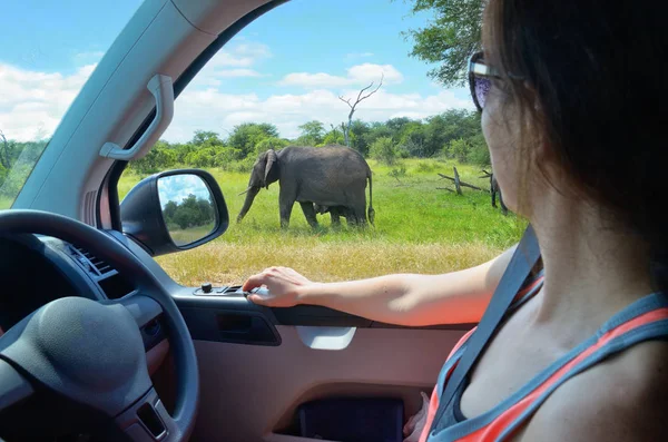 Mulher turista em safari de férias de carro na África do Sul, olhando para elefante em savana — Fotografia de Stock