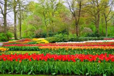 hollanda keukenhof parkta güzel bahar çiçekleri (holland)