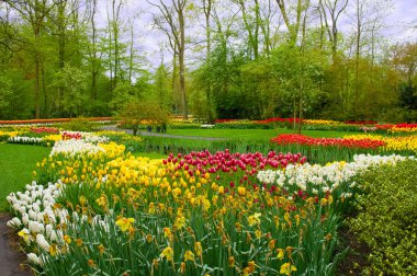 hollanda keukenhof parkta güzel bahar çiçekleri (holland)