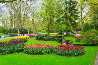 hollanda keukenhof parkta güzel bahar çiçekleri (holland)