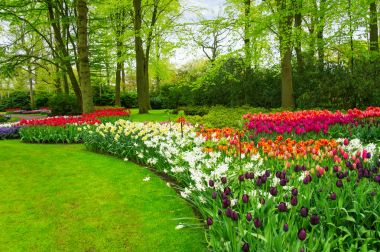 hollanda keukenhof parkta güzel bahar çiçekleri (holland)