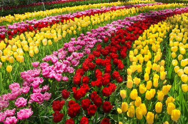 hollanda keukenhof parkta güzel bahar çiçekleri (holland)