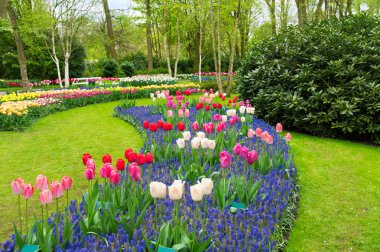 hollanda keukenhof parkta güzel bahar çiçekleri (holland)