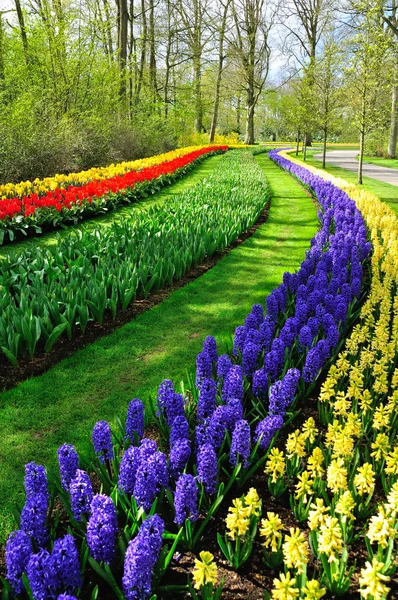 Vackra vårblommor i keukenhof parken i Nederländerna (holland) — Stockfoto