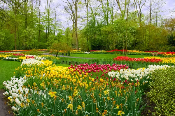 Beautiful spring flowers in Keukenhof park in Netherlands (Holland) — Stock Photo, Image