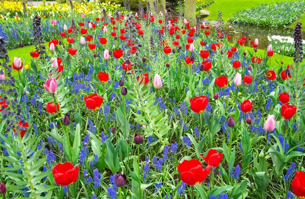 Krásný jarní květiny v parku keukenhof v Nizozemí (Holandsko) — Stock fotografie