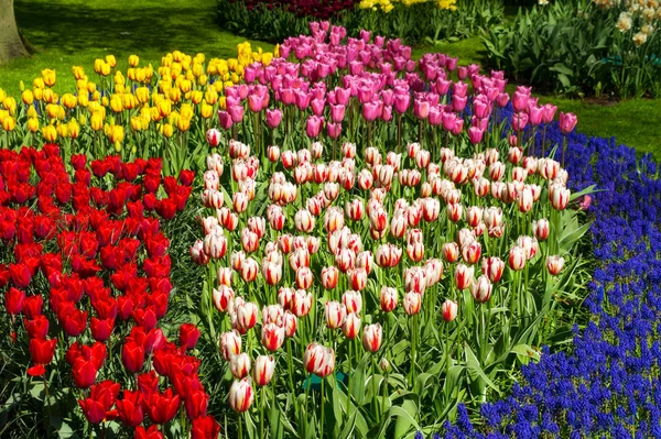 Vackra vårblommor i keukenhof parken i Nederländerna (holland) — Stockfoto