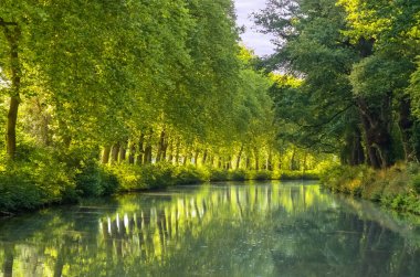 Canal du Midi, çınar ağaçları yansıma su, Güney Fransa