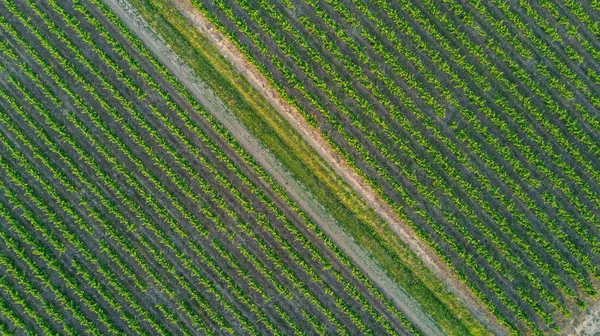 Letecký pohled shora krajiny vinic z pozadí — Stock fotografie